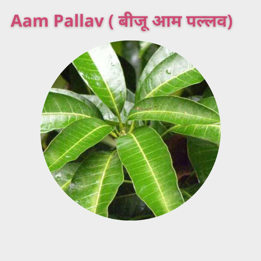 Aam Pallav